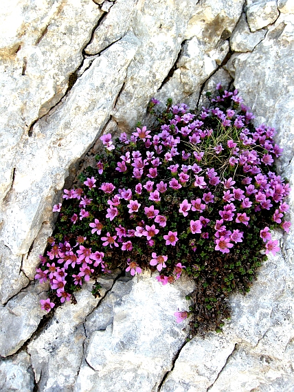 Saxifraga oppositifolia subsp. oppositifolia/ Sassifraga a foglie opposte